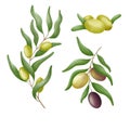 Watercolor olives